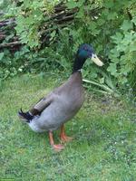 Laufente dringend gesucht