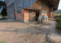 Offenstallplatz in Kleingruppe, Benken ZH
