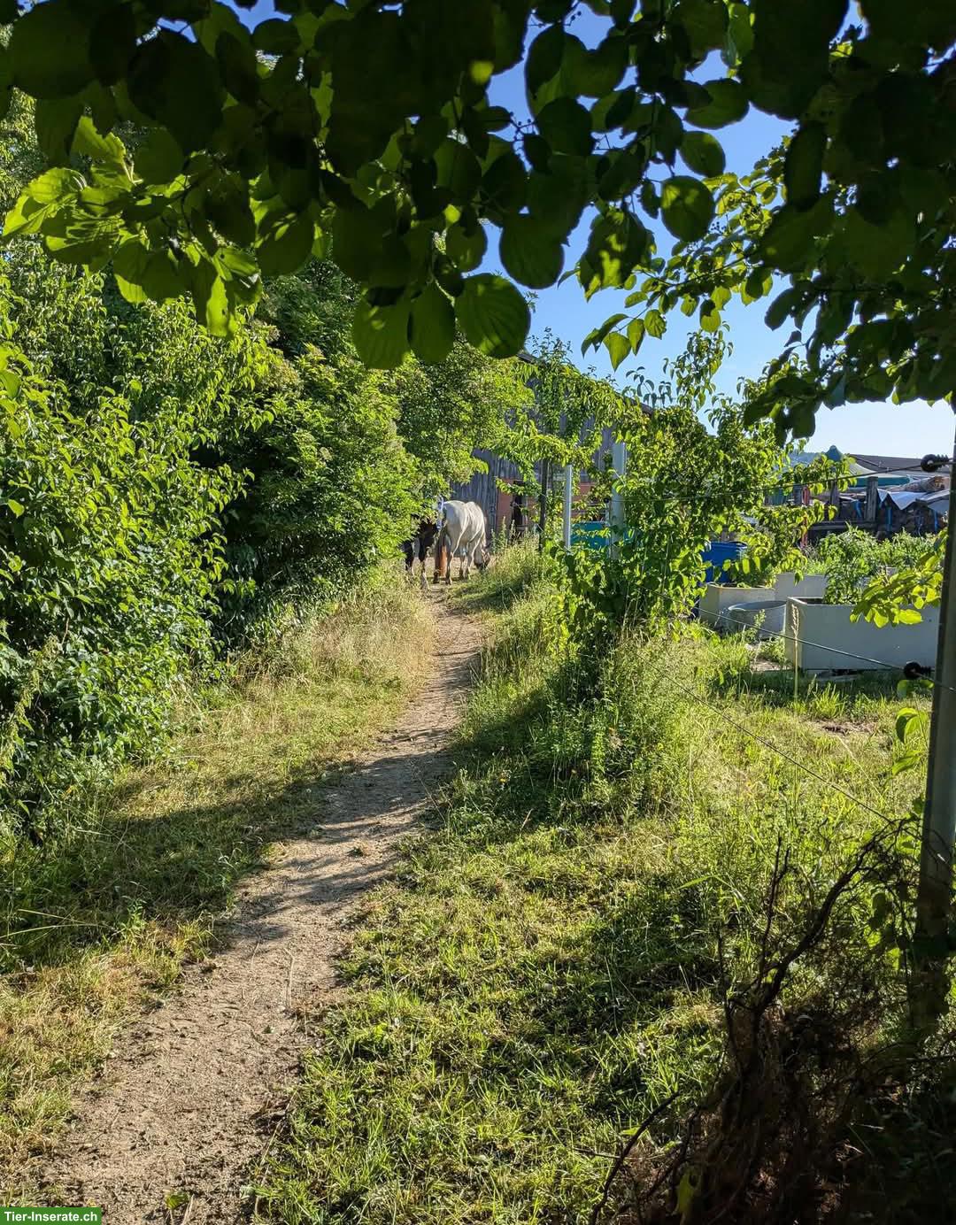 Bild 2: Offenstallplatz in Kleingruppe, Benken ZH