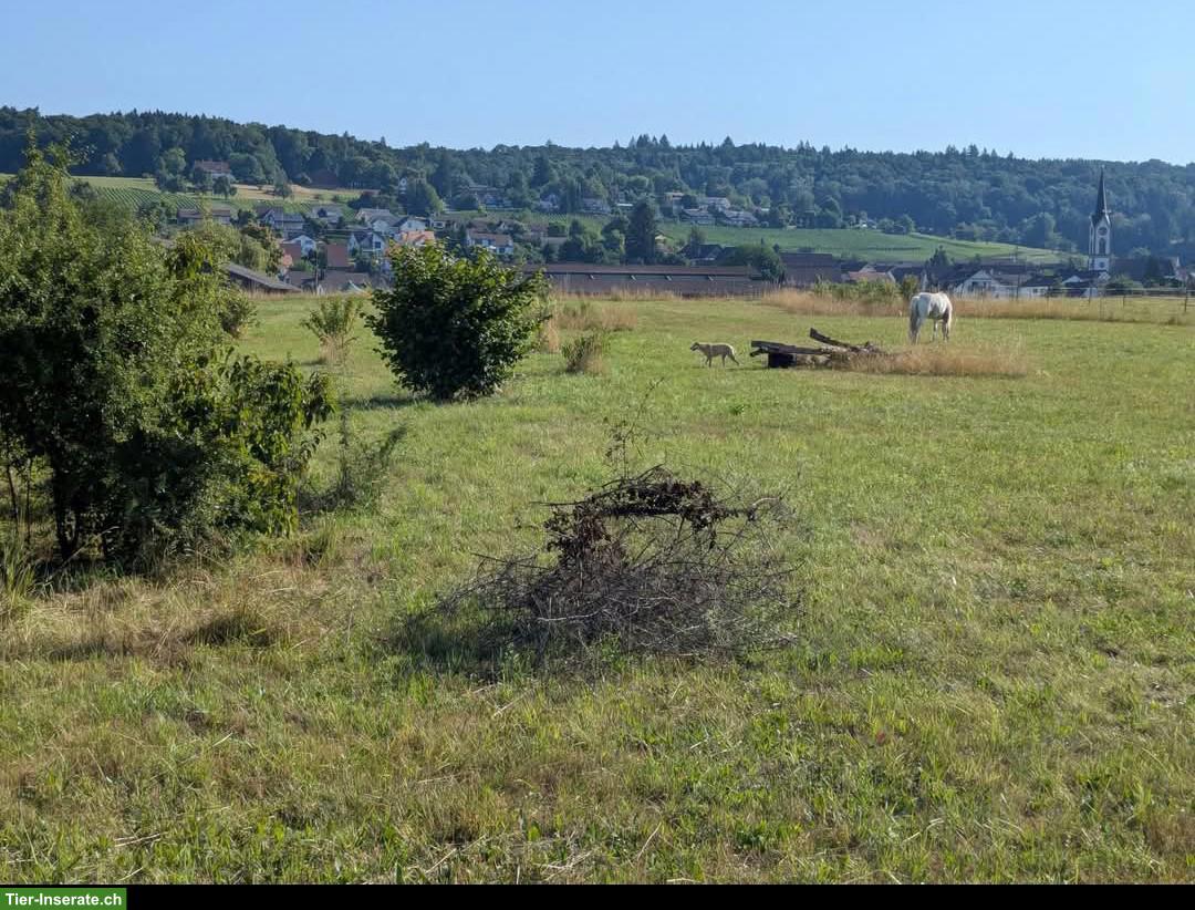 Bild 4: Offenstallplatz in Kleingruppe, Benken ZH