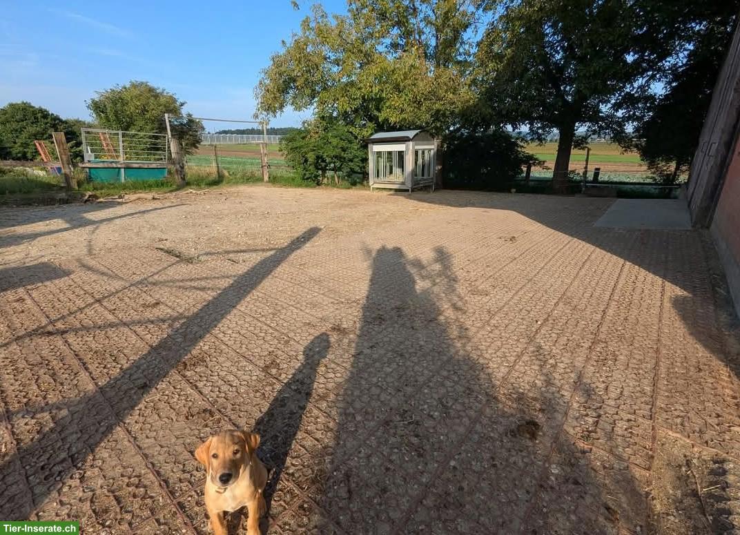 Bild 6: Offenstallplatz in Kleingruppe, Benken ZH