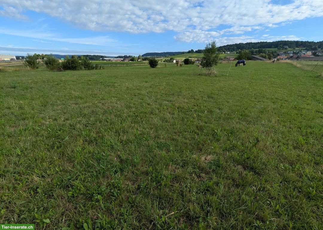 Bild 7: Offenstallplatz in Kleingruppe, Benken ZH