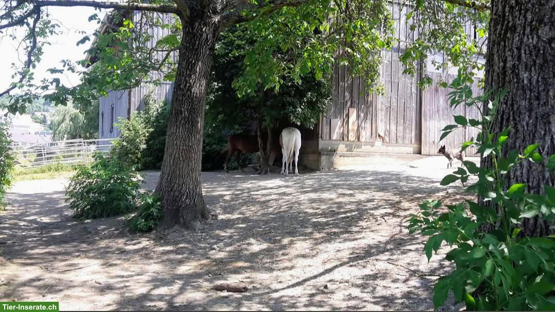 Bild 8: Offenstallplatz in Kleingruppe, Benken ZH