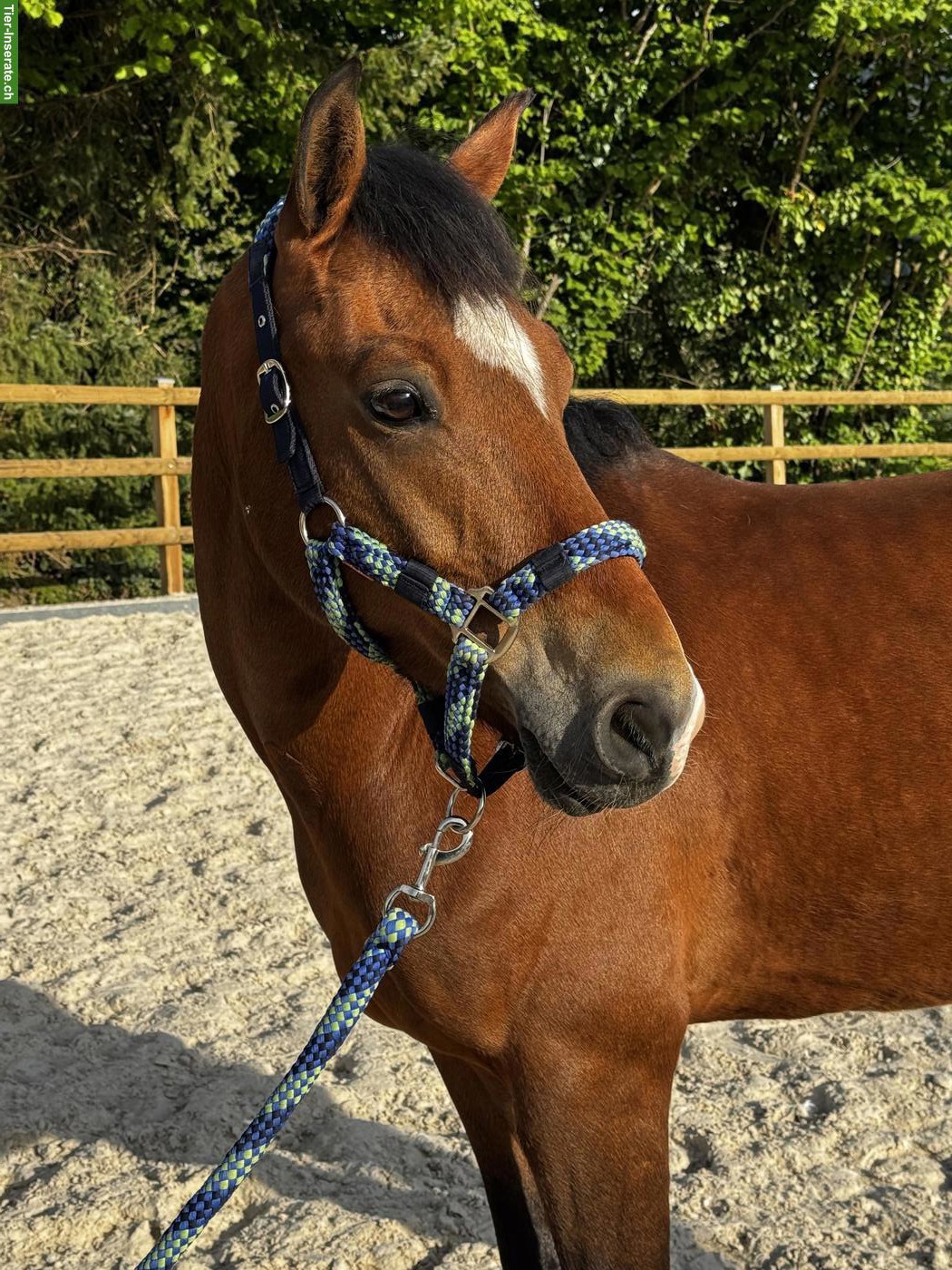 New Forest Wallach, 8-jähriges Traumpony