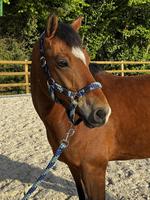 New Forest Wallach, 8-jähriges Traumpony