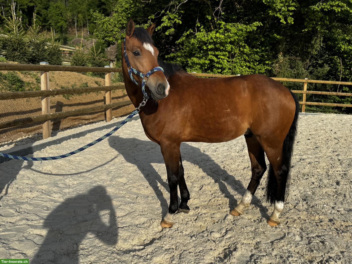 Bild 3: New Forest Wallach, 8-jähriges Traumpony