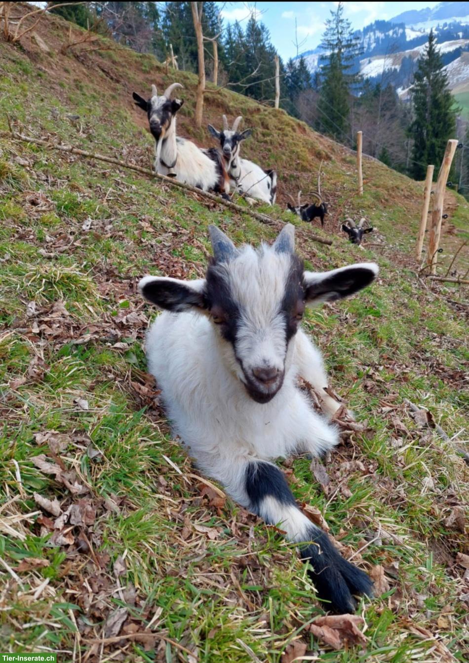 Zutrauliches junges Ziegenböckli, Pfauenziege x Walliserziege