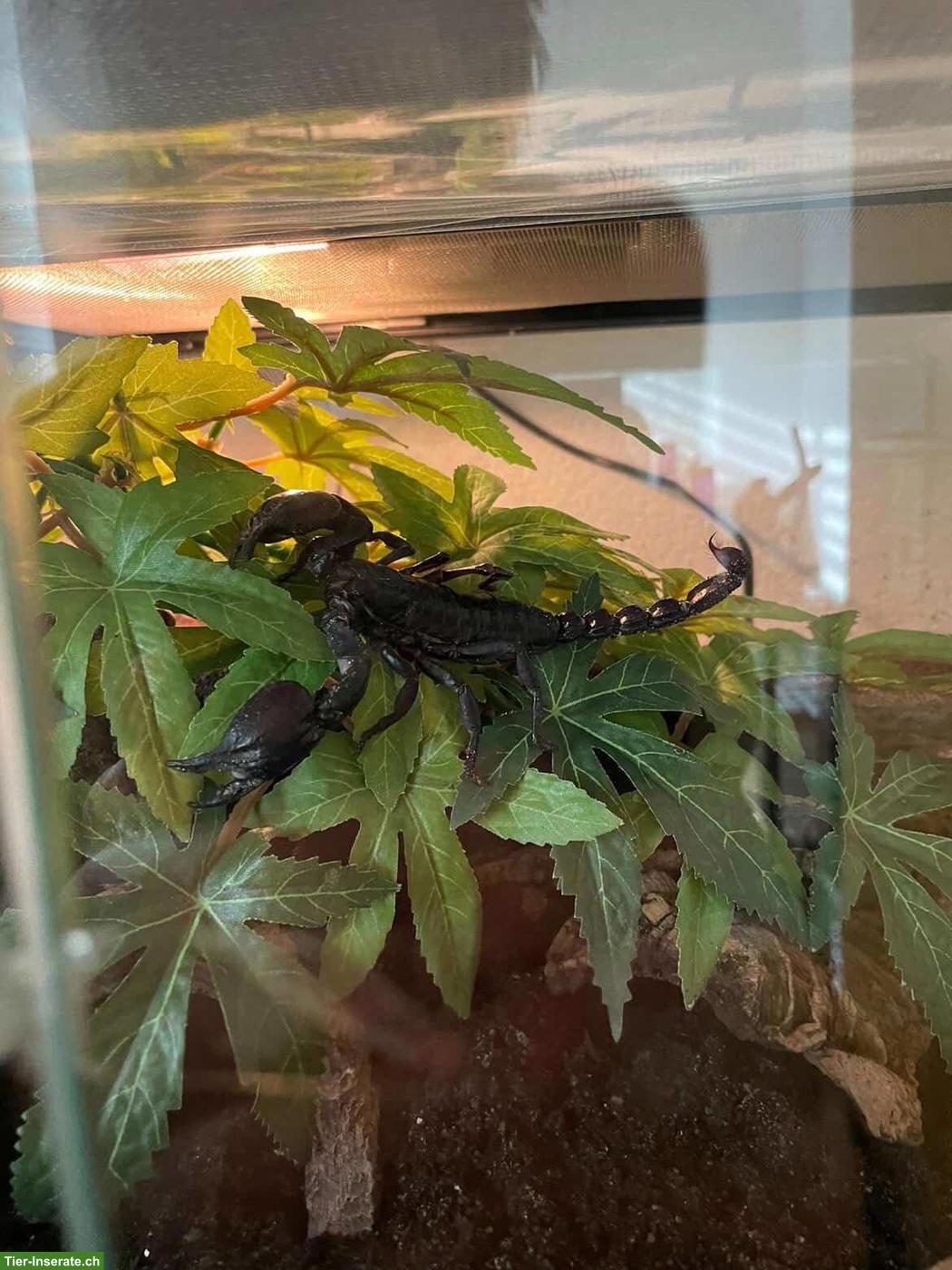 Skorpion gesucht: Heterometrus silenus 0.1.0