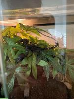 Skorpion gesucht: Heterometrus silenus 0.1.0