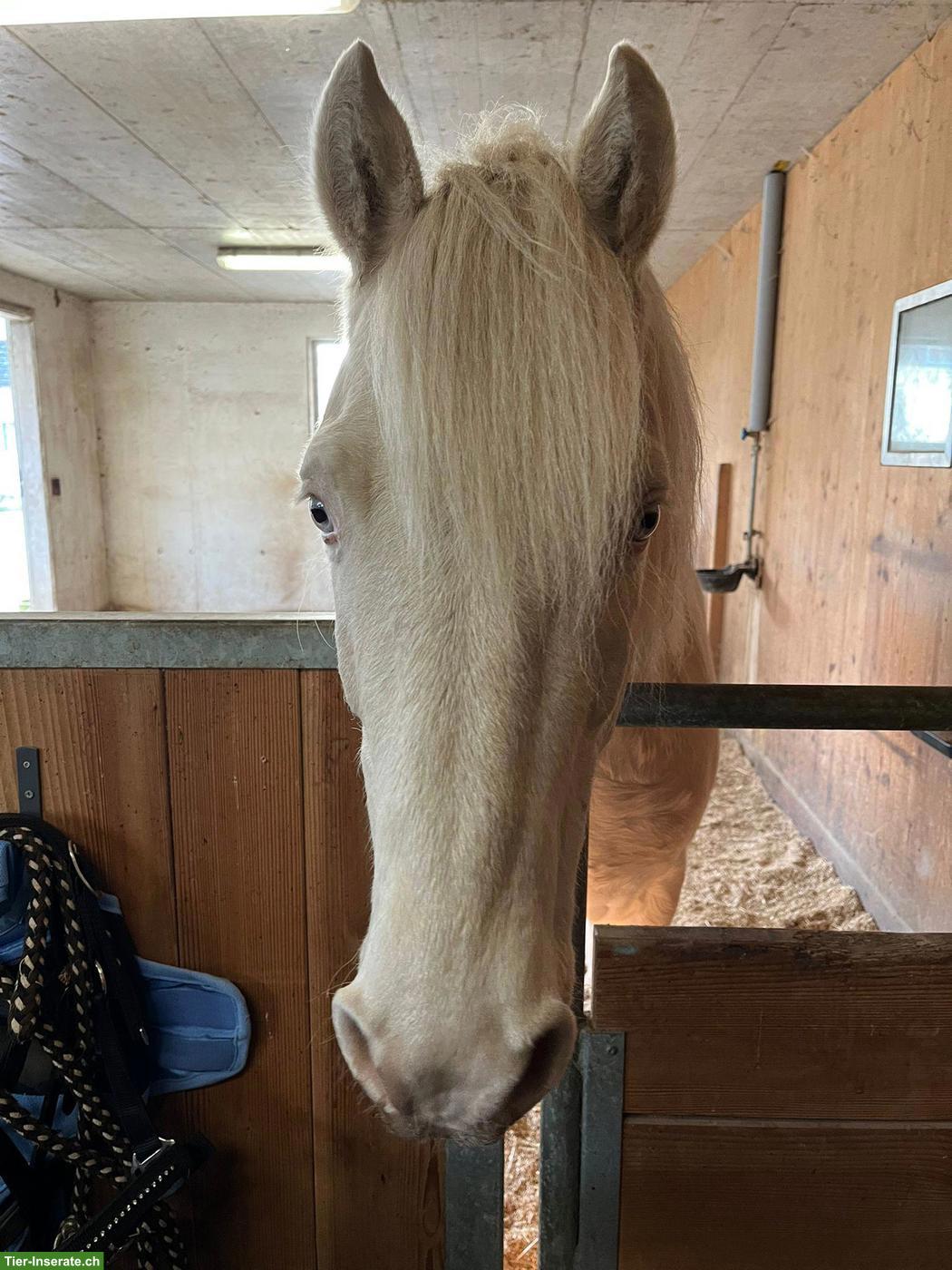 Bild 2: Connemara Wallach als Beistellpferd oder Therapiepferd