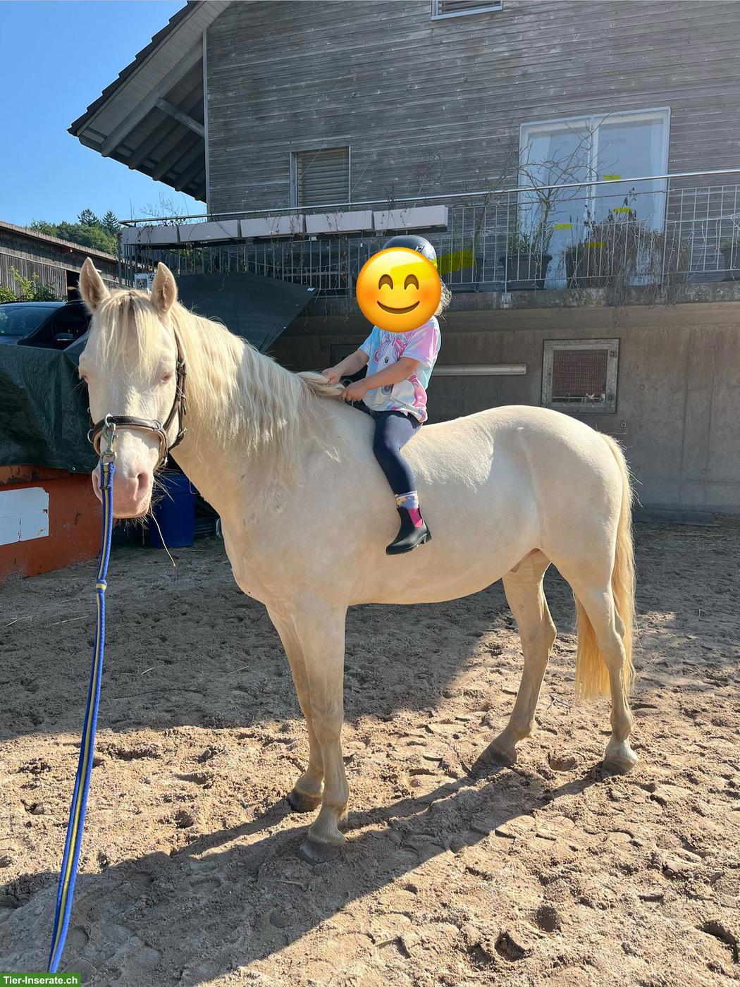 Bild 3: Connemara Wallach als Beistellpferd oder Therapiepferd