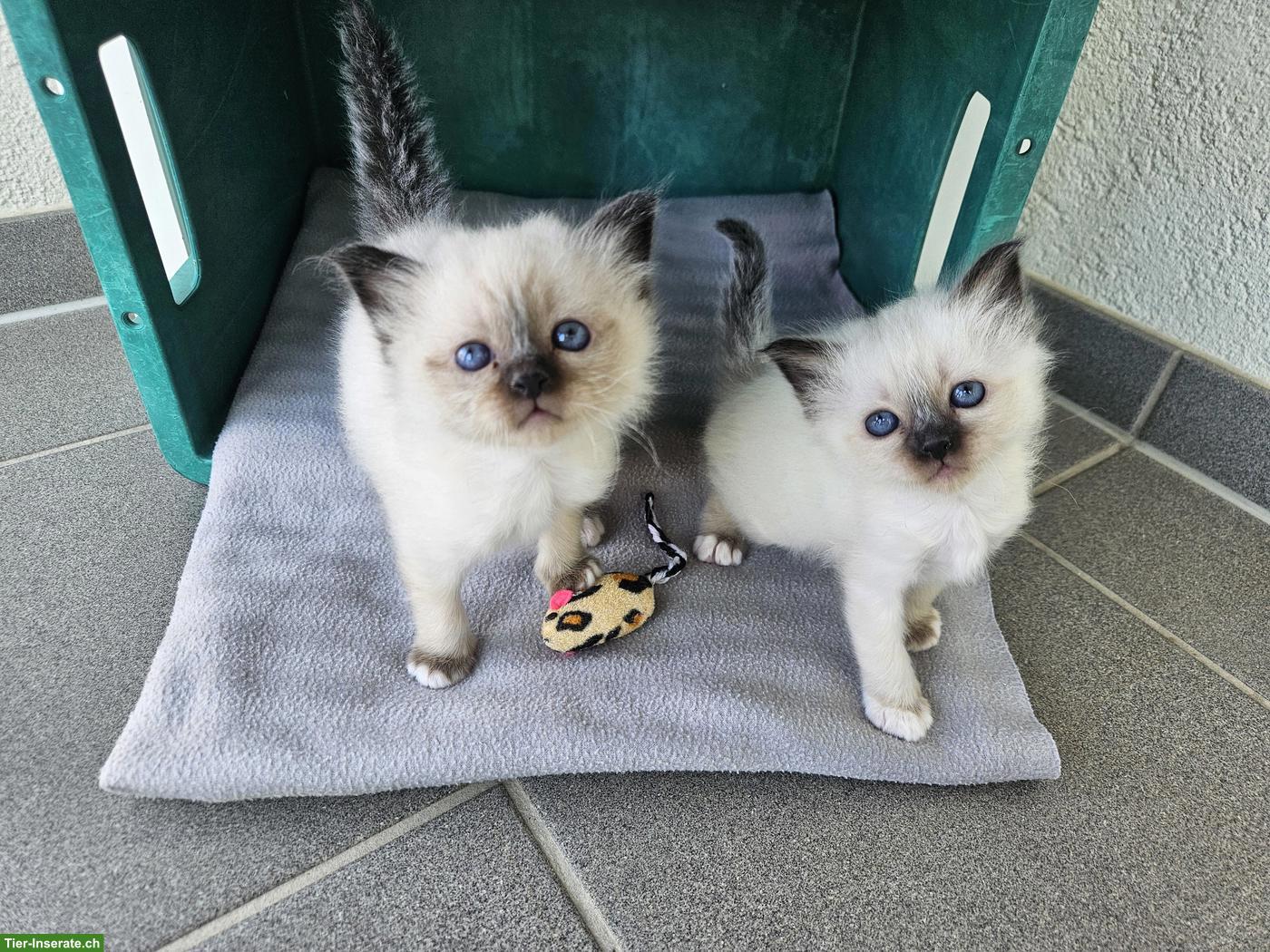 Heilige Birma Kitten, 2 Kater