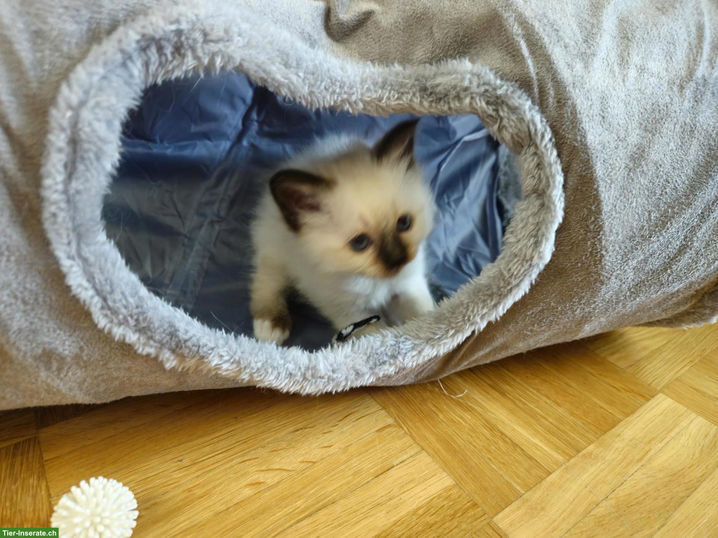 Bild 2: Heilige Birma Kitten, 2 Kater