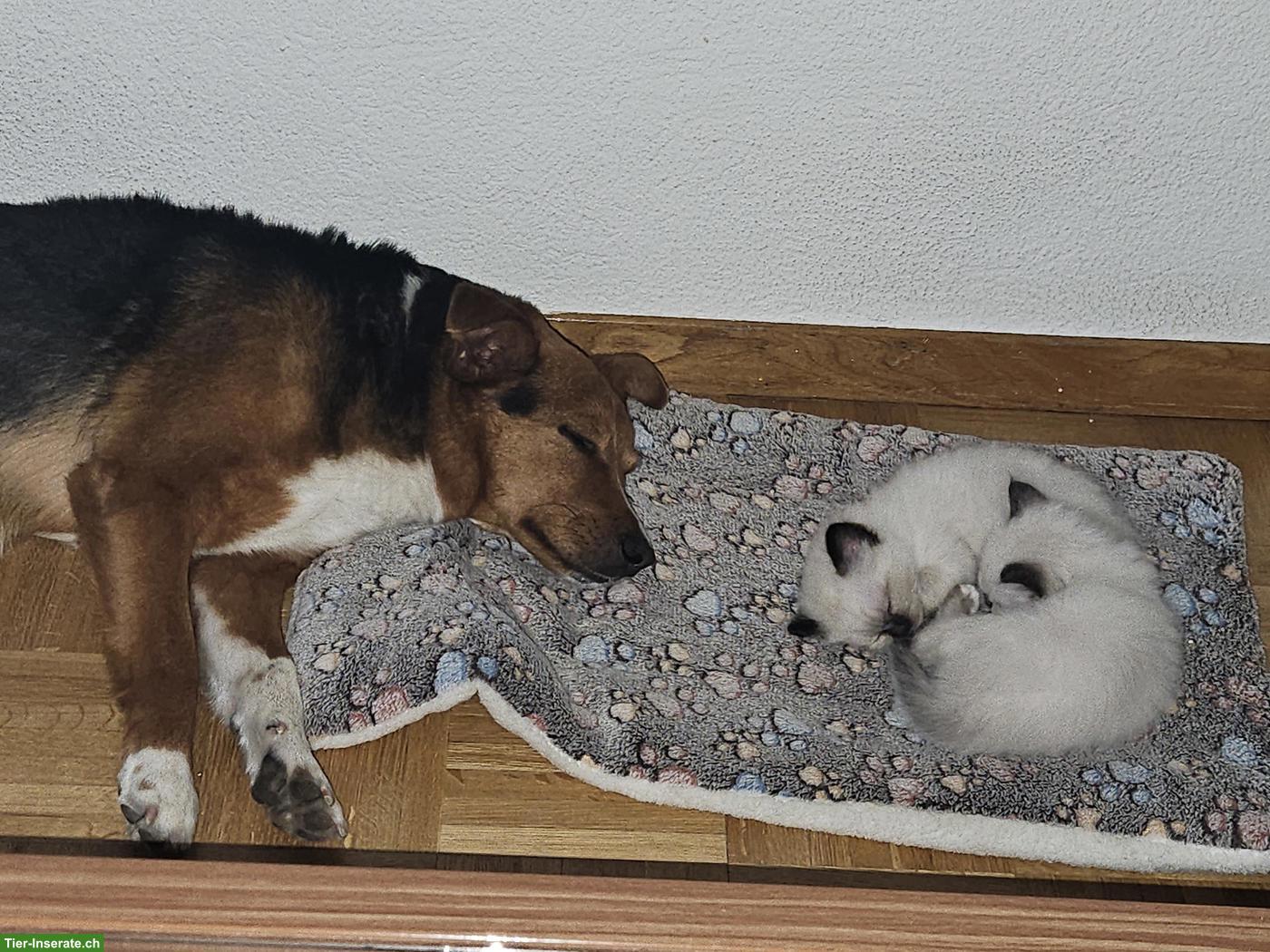 Bild 3: Heilige Birma Kitten, 2 Kater
