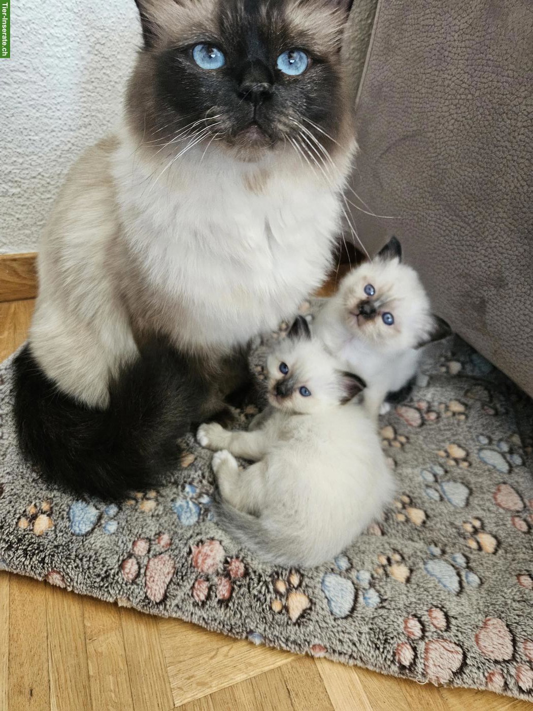 Bild 4: Heilige Birma Kitten, 2 Kater