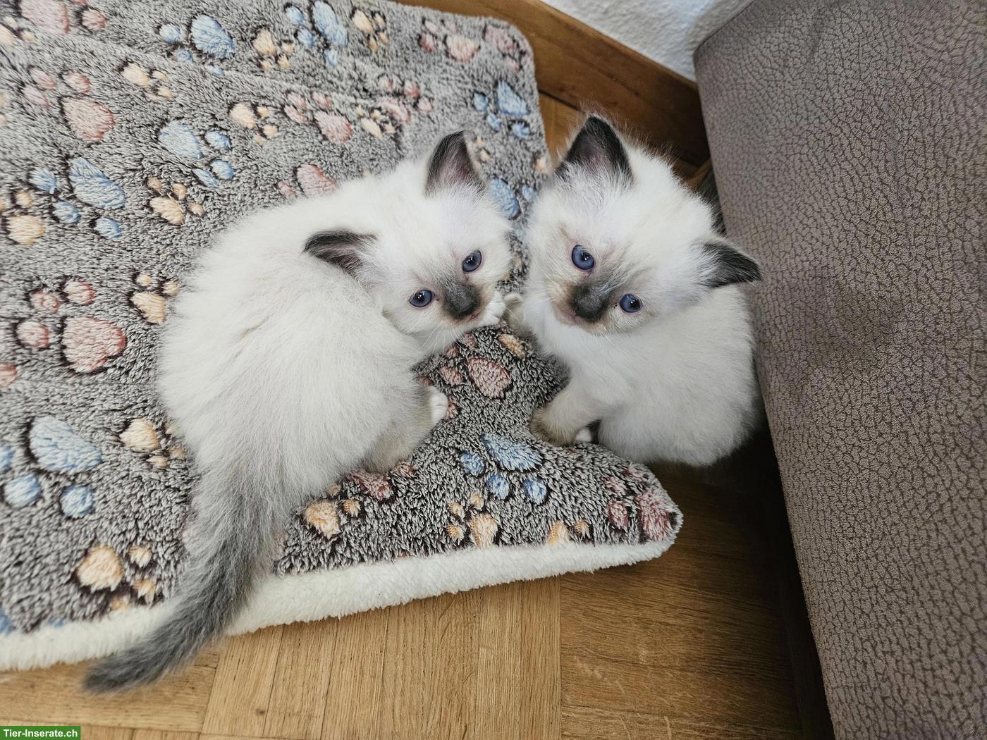 Bild 5: Heilige Birma Kitten, 2 Kater