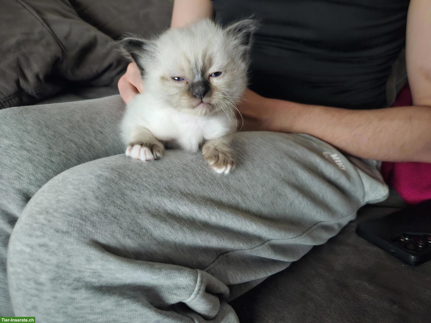 Bild 6: Heilige Birma Kitten, 2 Kater