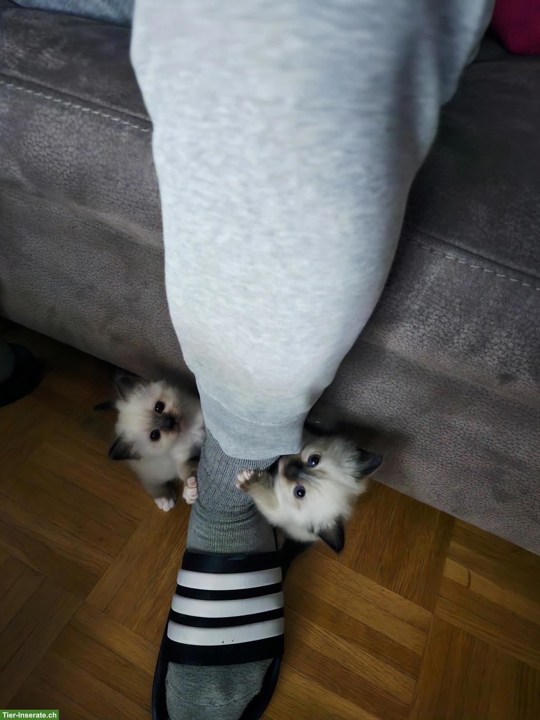 Bild 7: Heilige Birma Kitten, 2 Kater