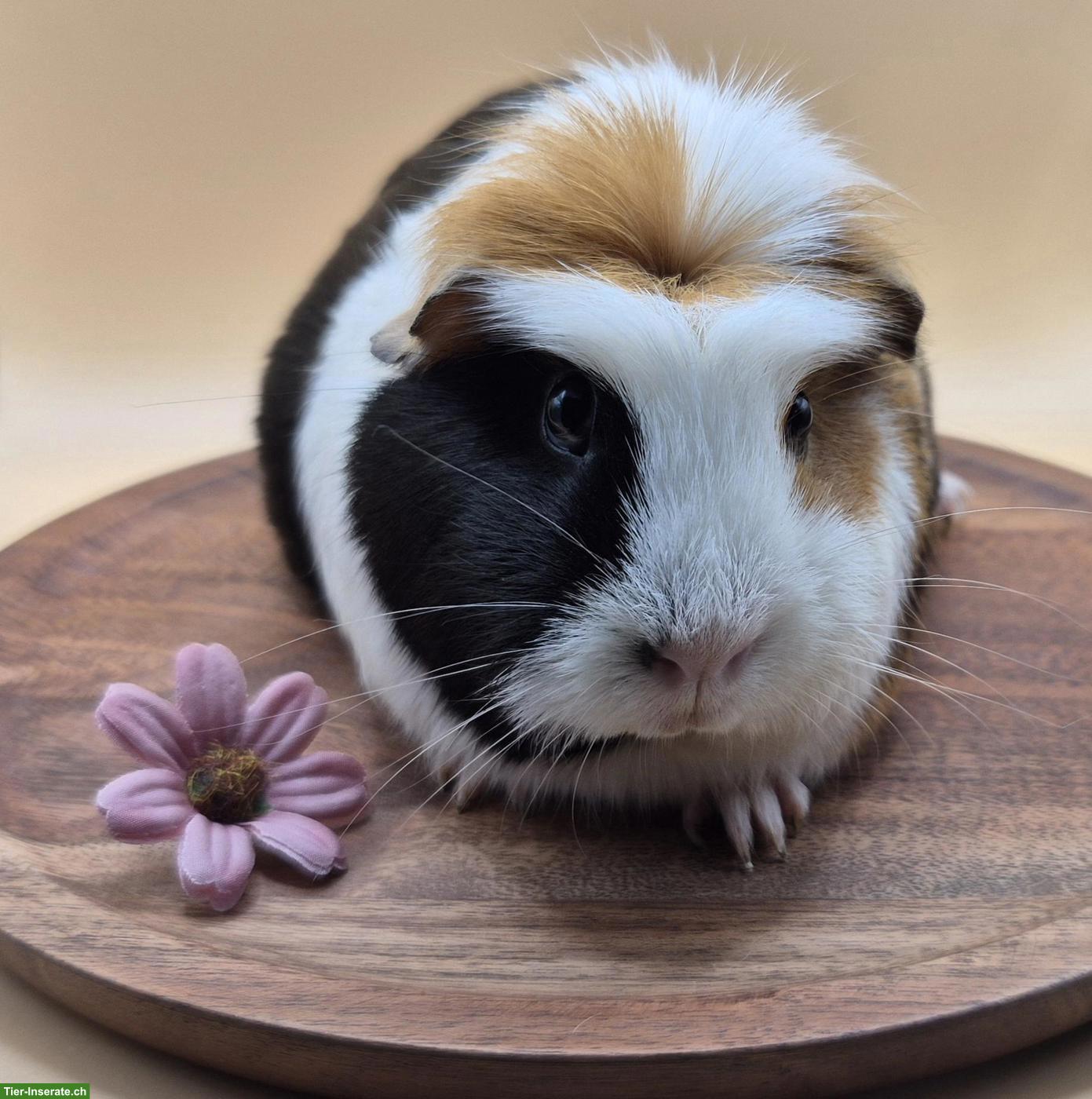Crested Meerschweinchen Weibchen (Alexa)