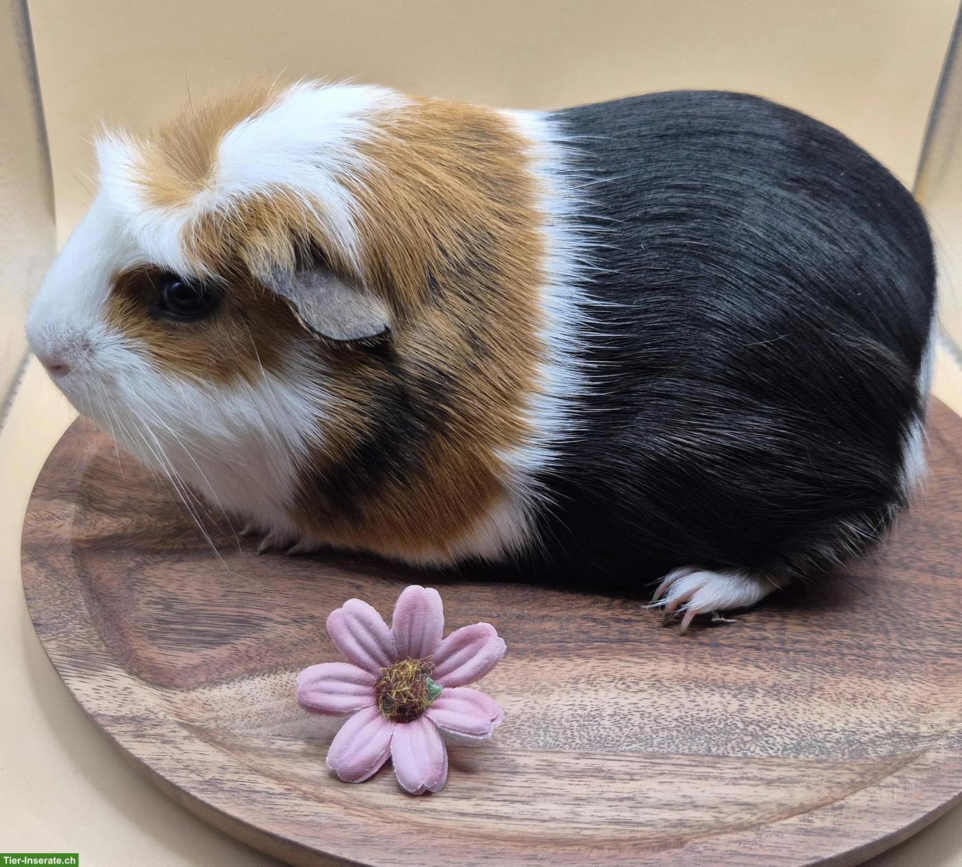 Bild 3: Crested Meerschweinchen Weibchen (Alexa)