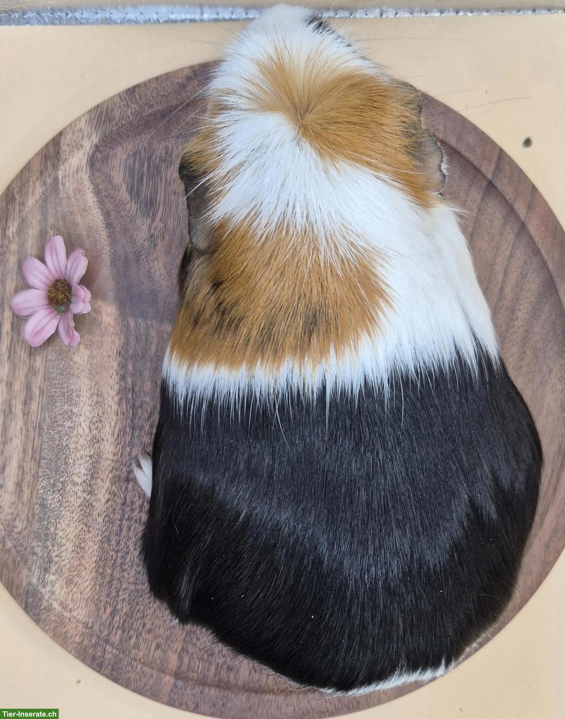 Bild 4: Crested Meerschweinchen Weibchen (Alexa)