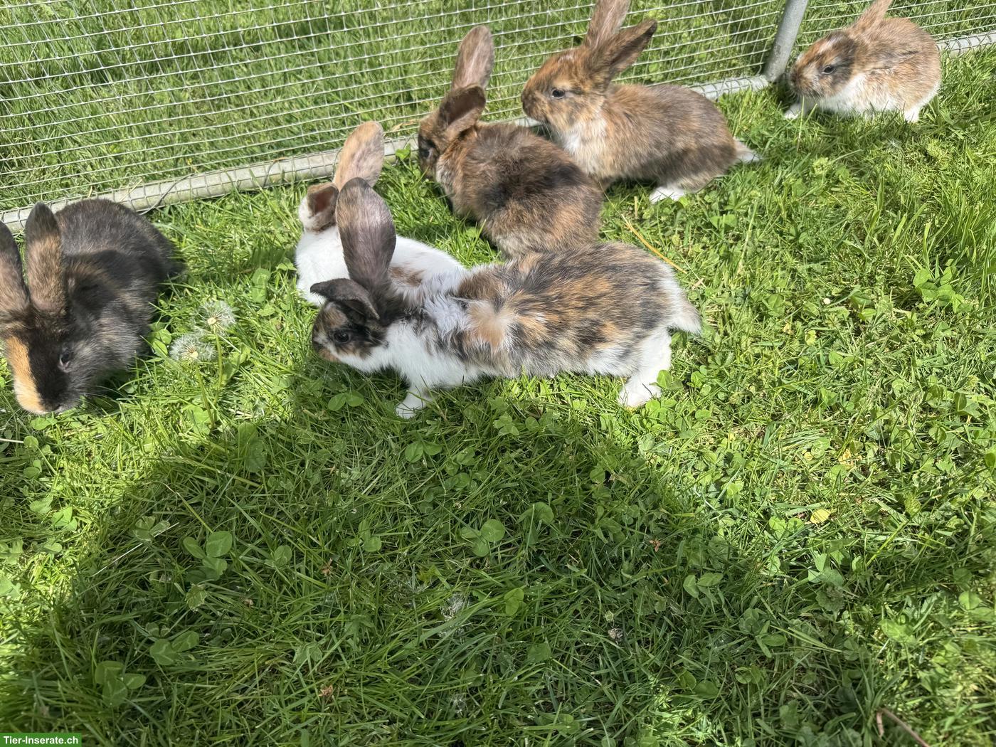 Junge süsse Kleinwidder-Mix Kaninchen