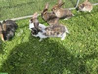 Junge süsse Kleinwidder-Mix Kaninchen