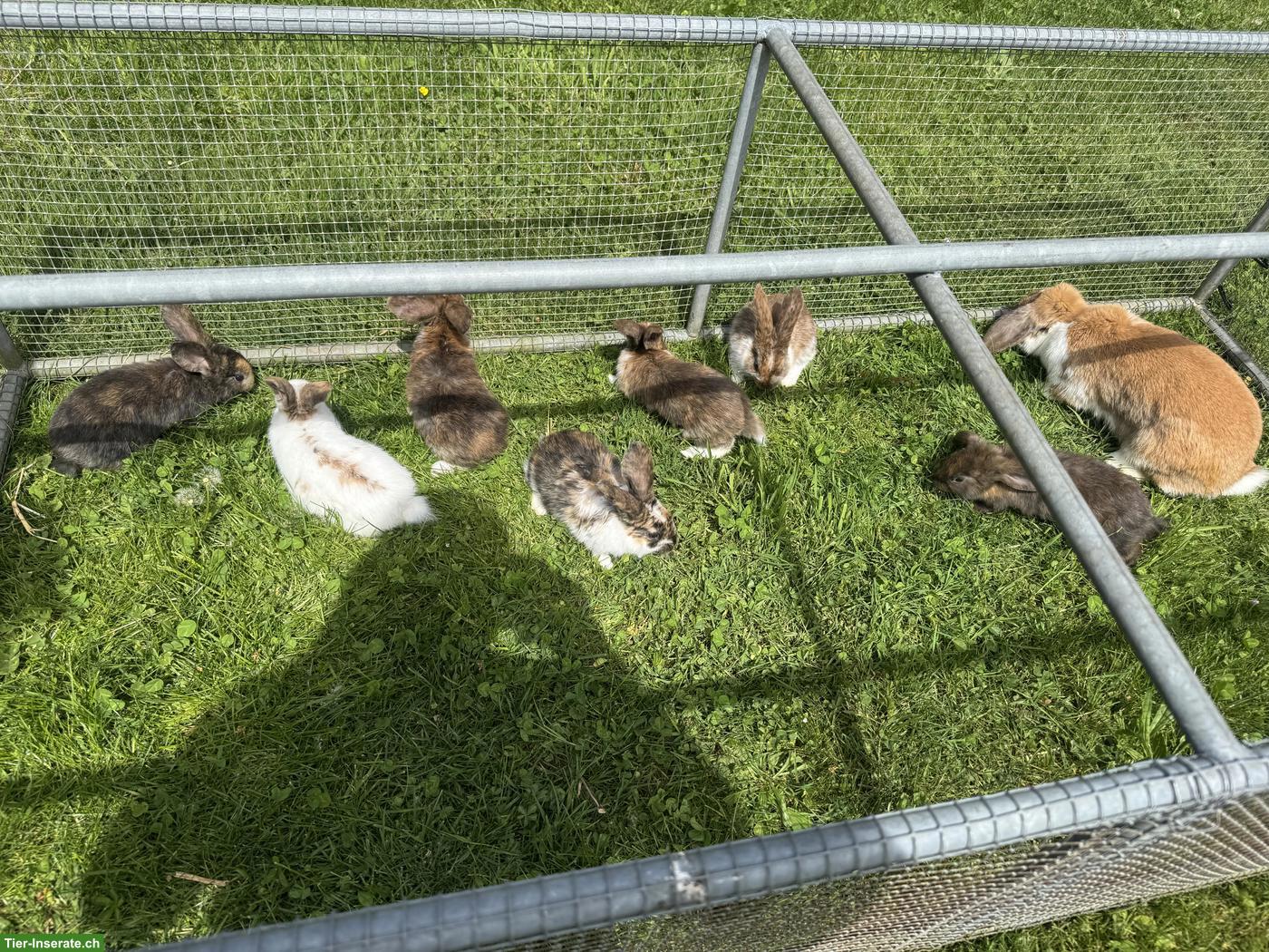Bild 2: Junge süsse Kleinwidder-Mix Kaninchen