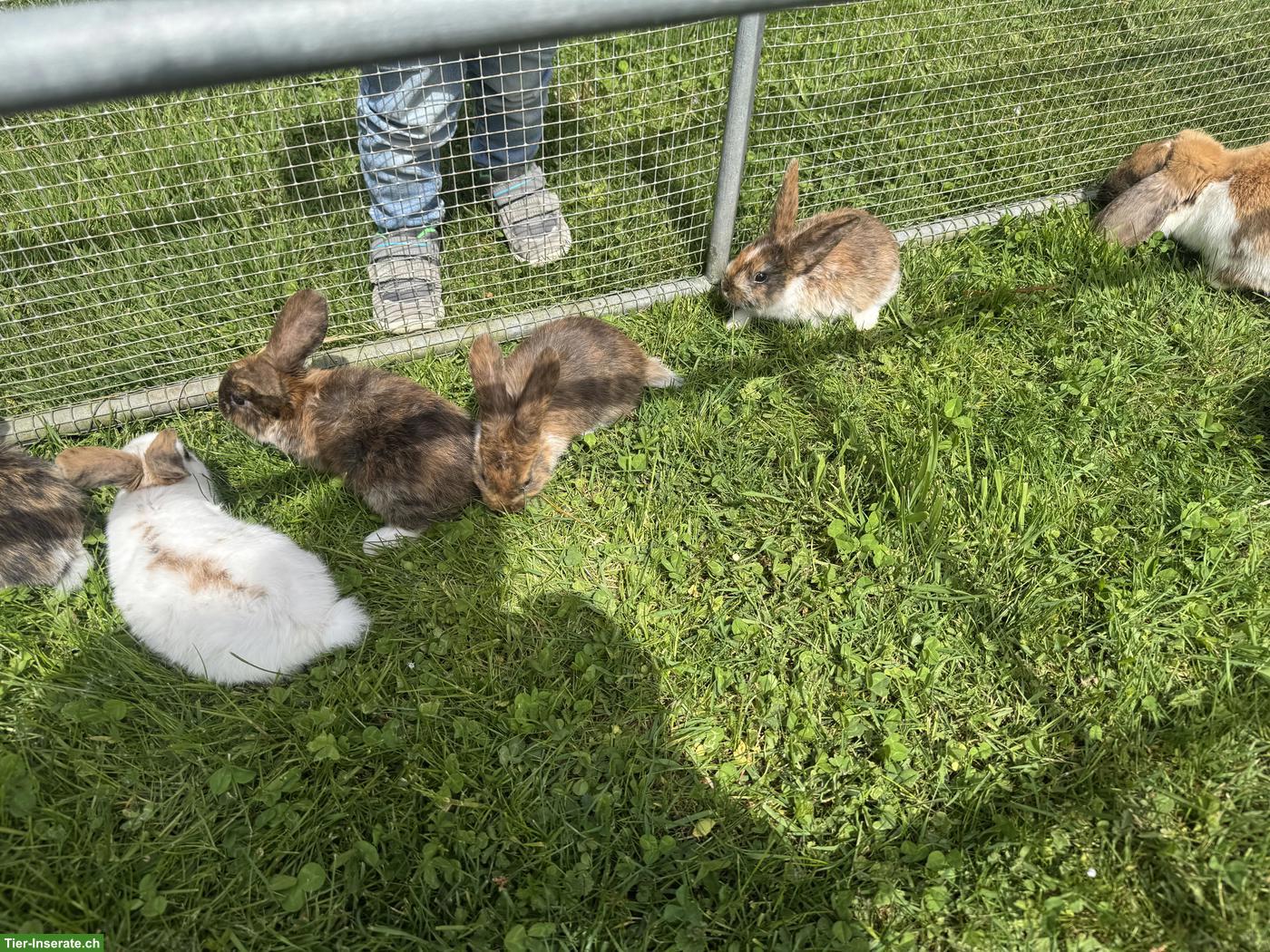 Bild 3: Junge süsse Kleinwidder-Mix Kaninchen