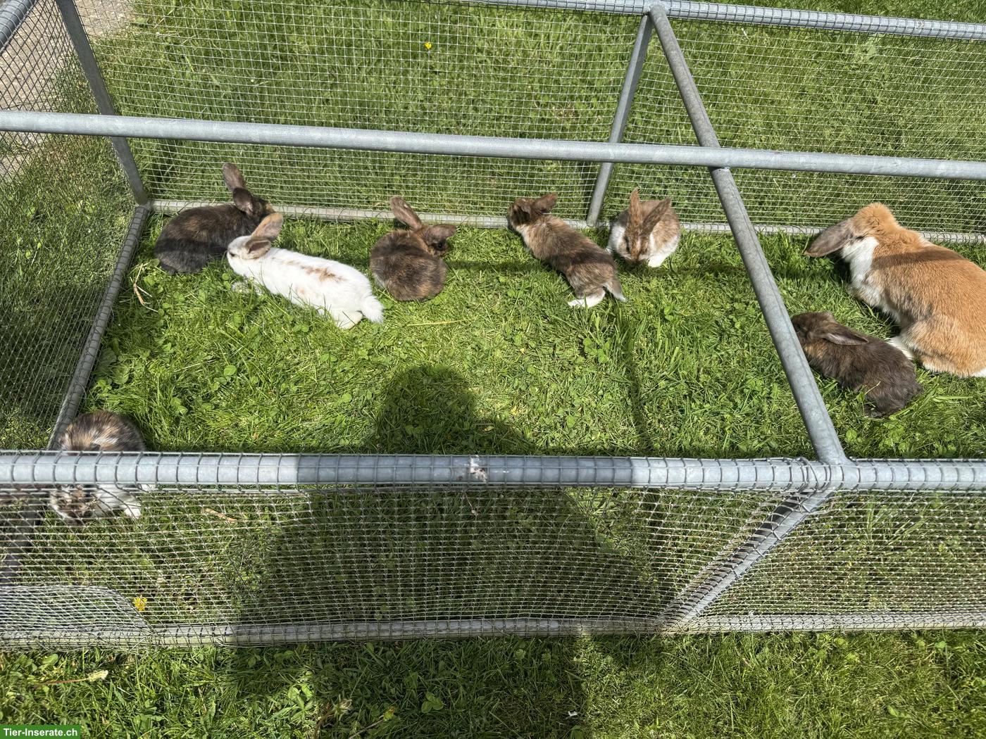 Bild 4: Junge süsse Kleinwidder-Mix Kaninchen