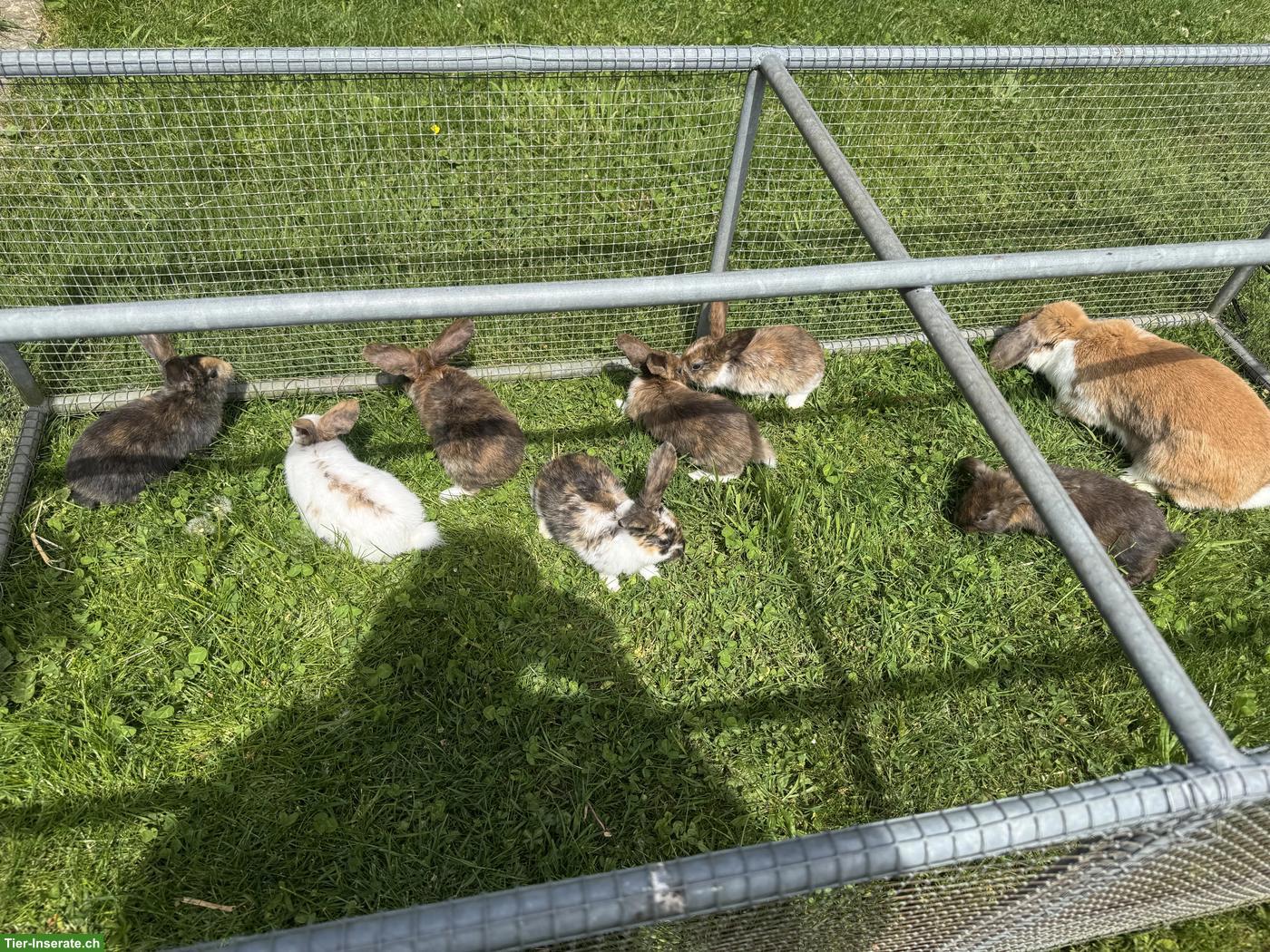 Bild 5: Junge süsse Kleinwidder-Mix Kaninchen