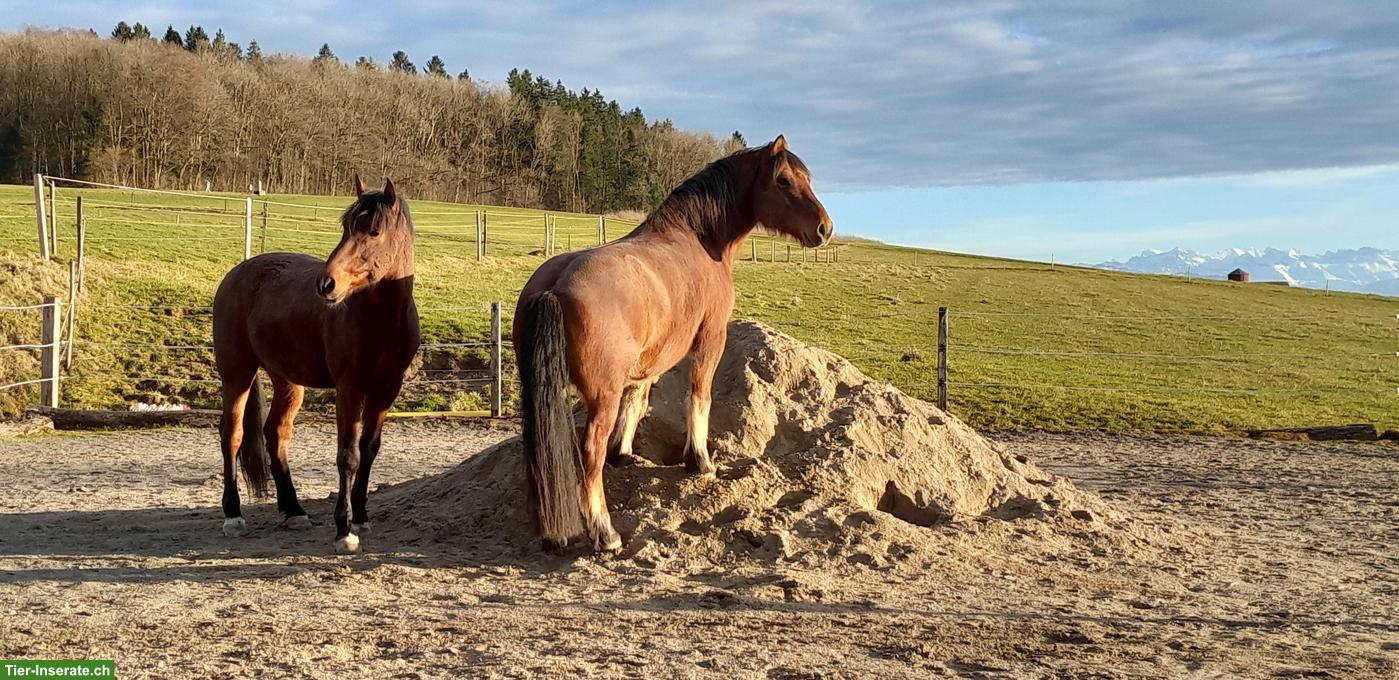 Doppelboxe bzw. 2 freie Auslaufboxen in 5453 Remetschwil AG