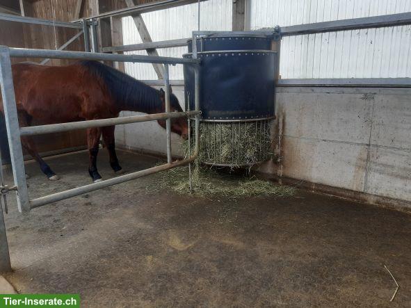 Bild 2: Doppelboxe bzw. 2 freie Auslaufboxen in 5453 Remetschwil AG