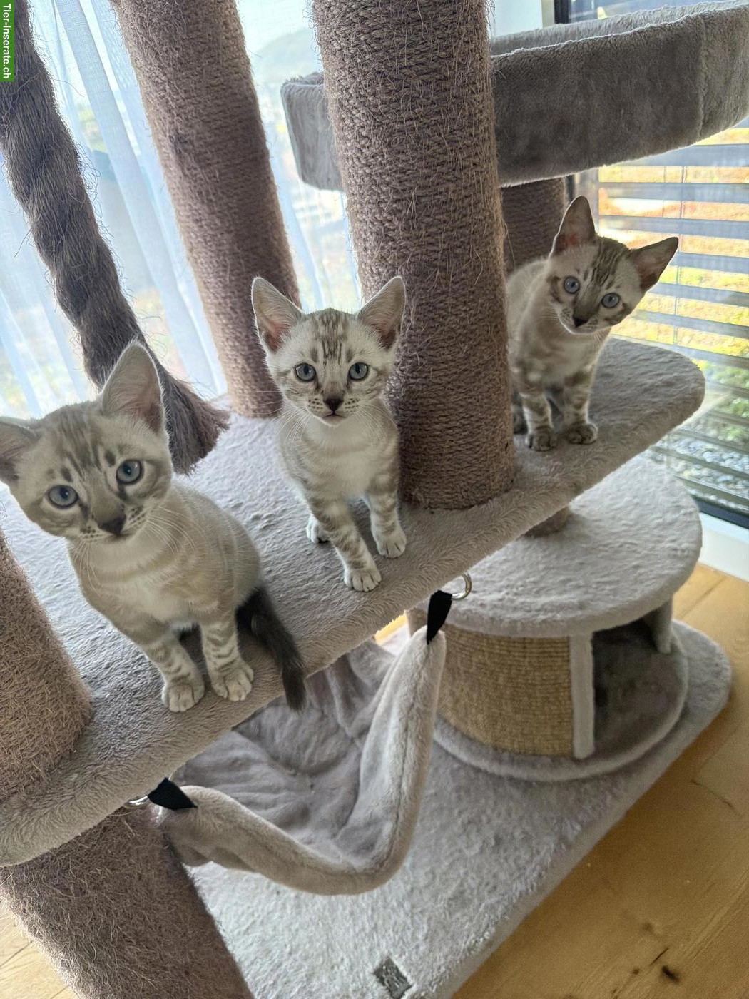 Wunderschöne, reinrassige Bengal Kitten mit Stammbaum