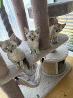 Wunderschöne, reinrassige Bengal Kitten mit Stammbaum