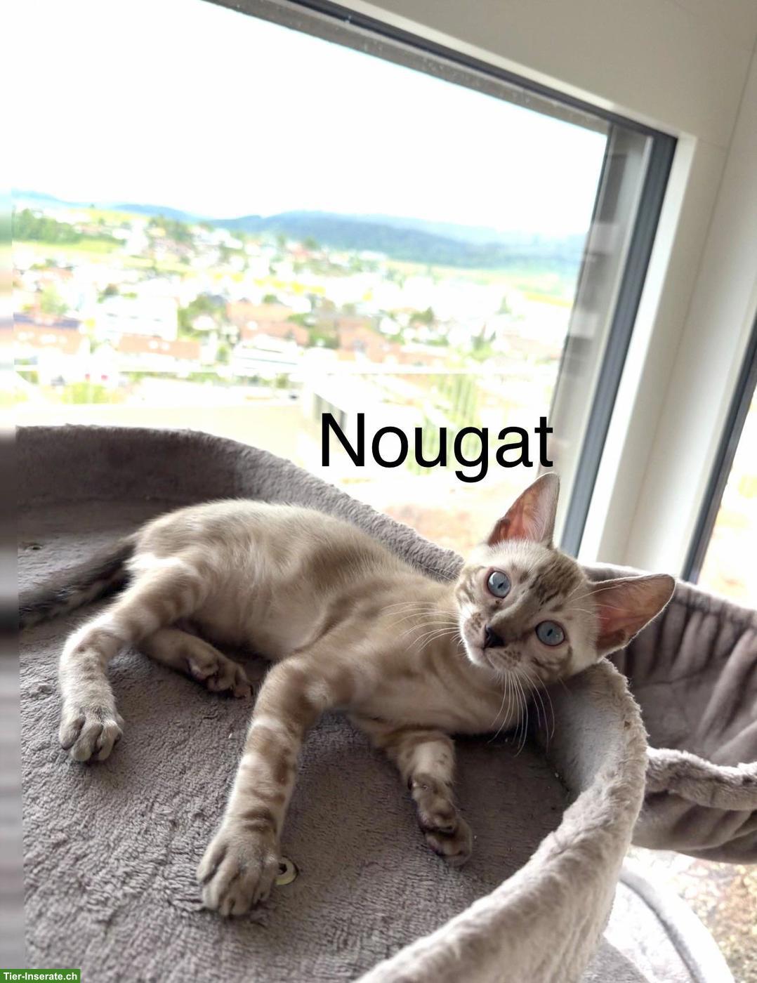 Bild 2: Wunderschöne, reinrassige Bengal Kitten mit Stammbaum