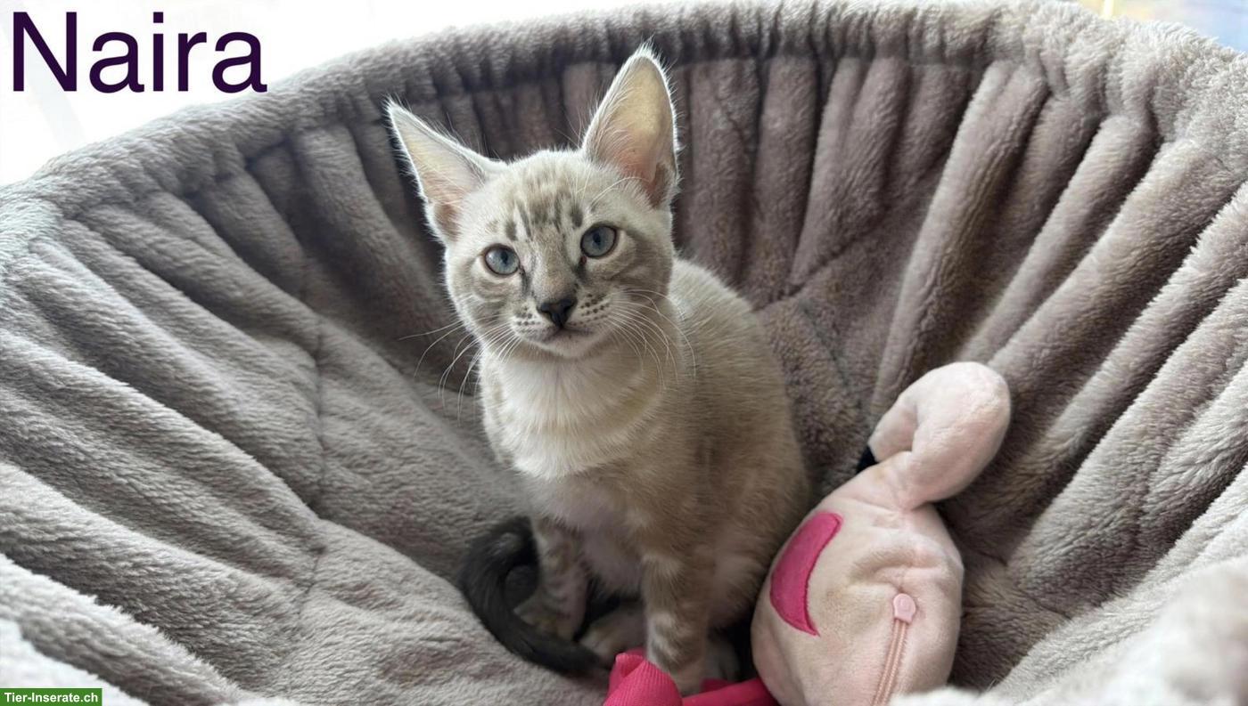 Bild 6: Wunderschöne, reinrassige Bengal Kitten mit Stammbaum