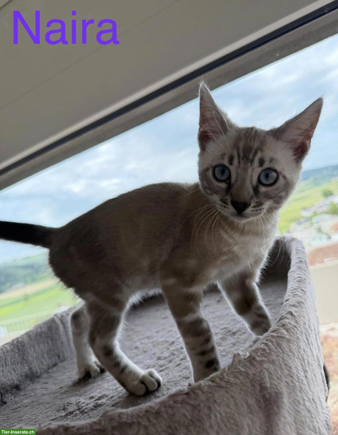 Bild 7: Wunderschöne, reinrassige Bengal Kitten mit Stammbaum