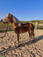 Traumhafter E-Haflinger sucht 5-Sterne Zuhause