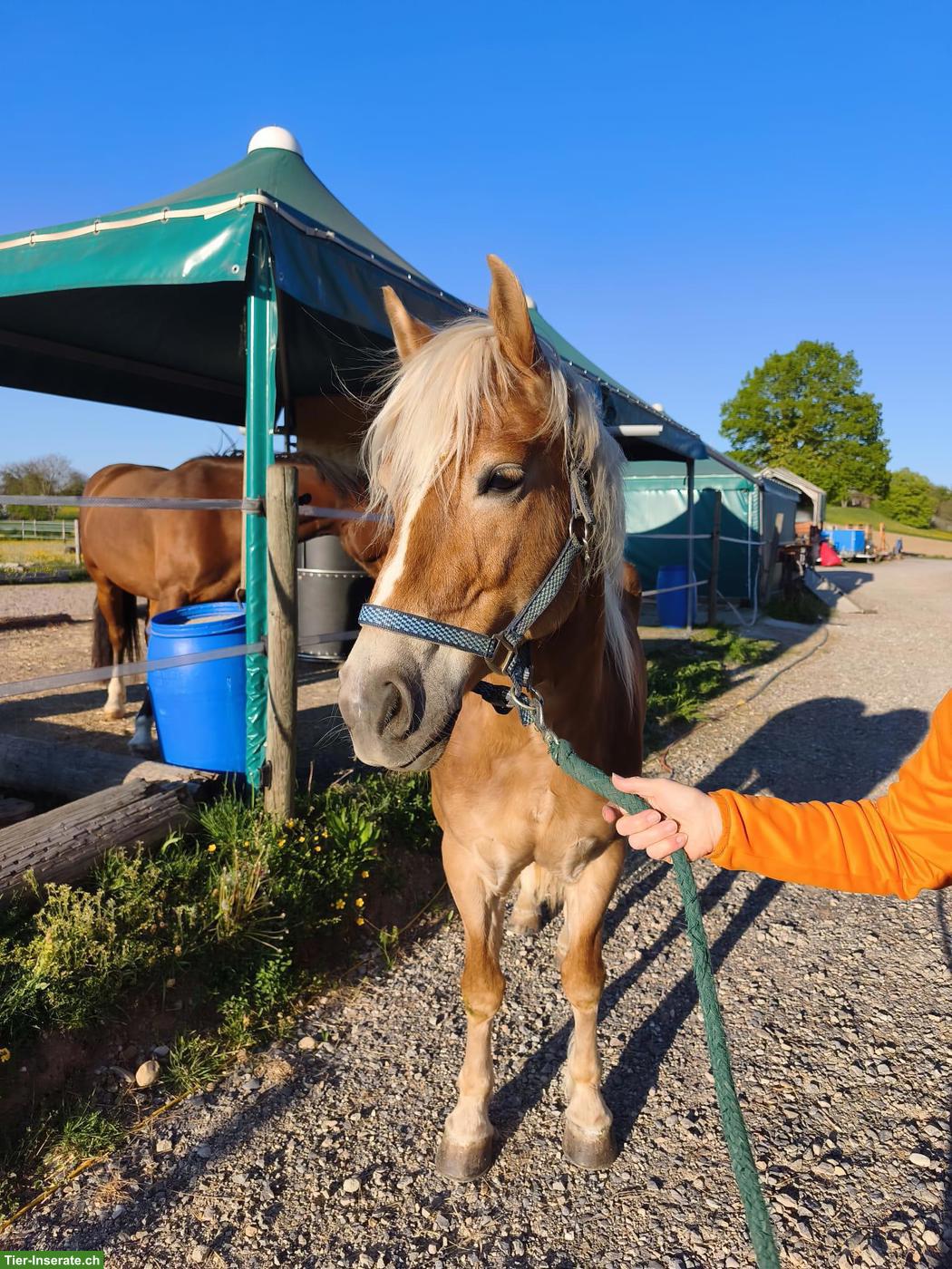 Bild 2: Traumhafter E-Haflinger sucht 5-Sterne Zuhause