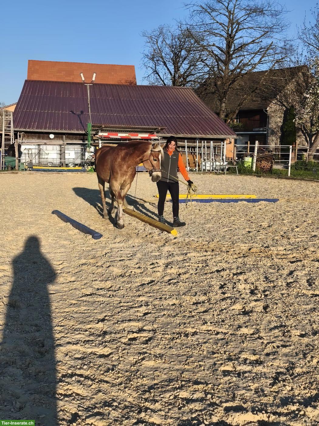 Bild 5: Traumhafter E-Haflinger sucht 5-Sterne Zuhause