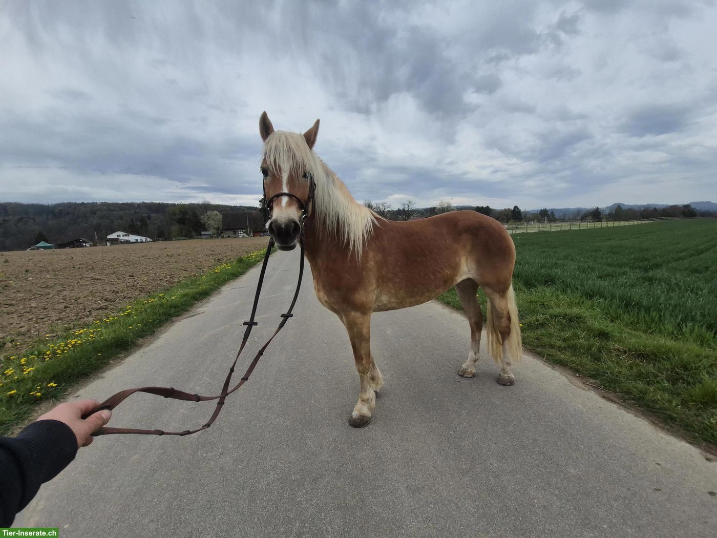 Bild 6: Traumhafter E-Haflinger sucht 5-Sterne Zuhause