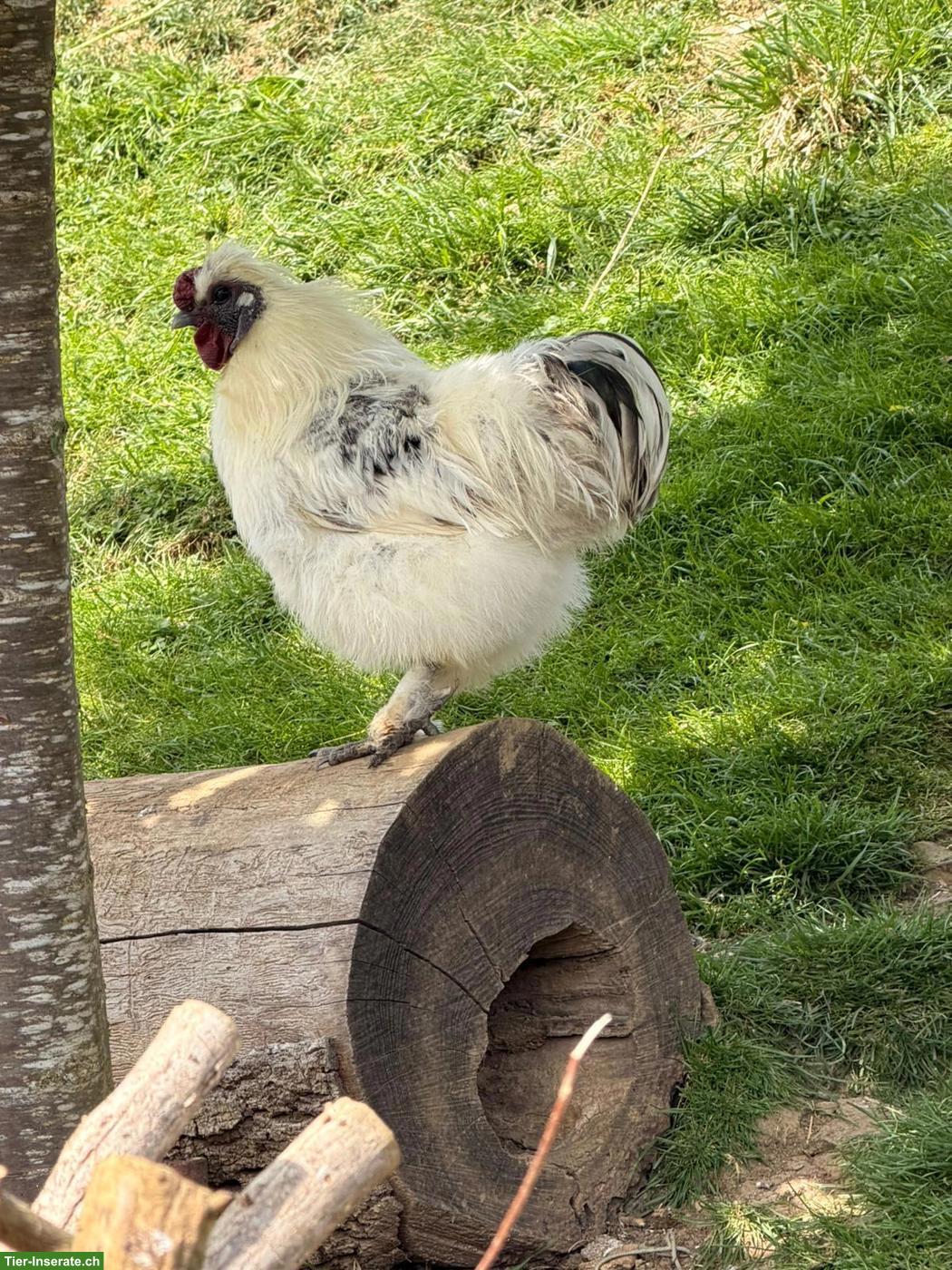 Junger Seidenhuhn-Hahn weiss/schwarz