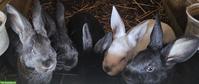 Ausmastkaninchen, Kalifornier x Schweizer Feh
