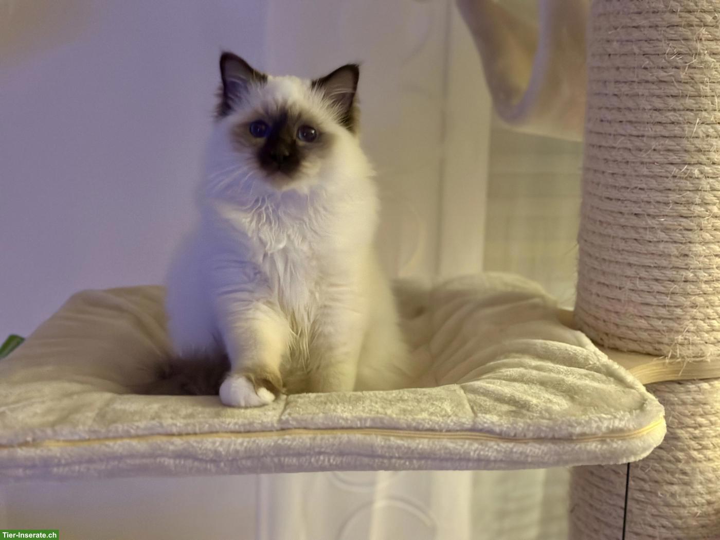 Reinrassiger Heilige Birma Kater, Chocolate Point, 1.5-jährig