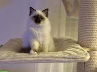 Reinrassiger Heilige Birma Kater, Chocolate Point, 1.5-jährig