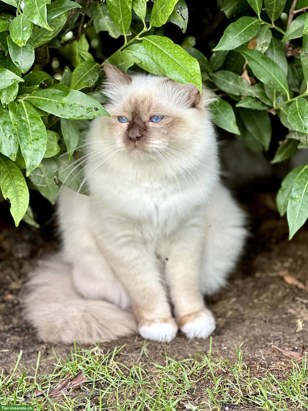 Bild 2: Reinrassiger Heilige Birma Kater, Chocolate Point, 1.5-jährig