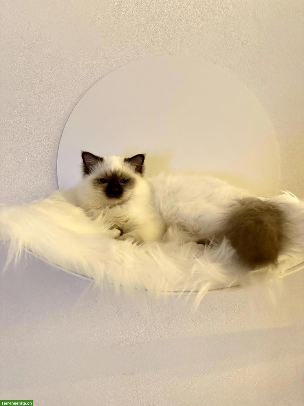 Bild 3: Reinrassiger Heilige Birma Kater, Chocolate Point, 1.5-jährig