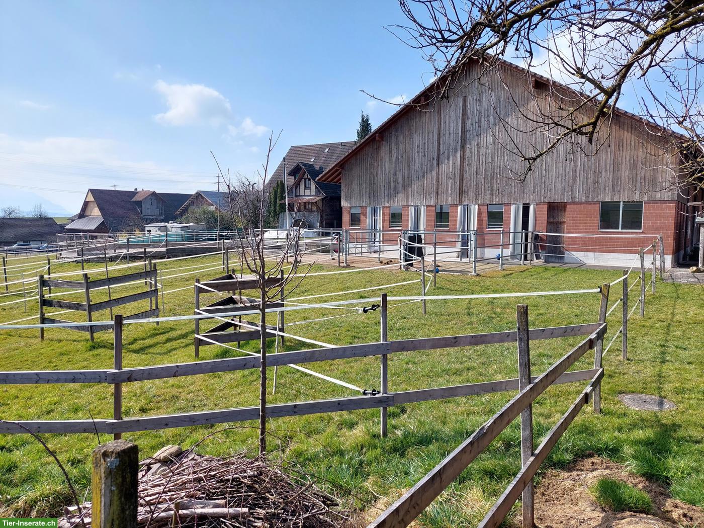 Freie Auslaufbox zu vermieten in Cham, Bibersee