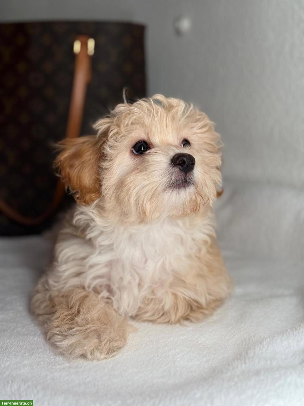 Maltipoo Welpe, Rüde "Pumba"